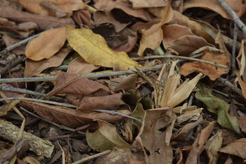 Fototapeta premium autumn leaves on the ground