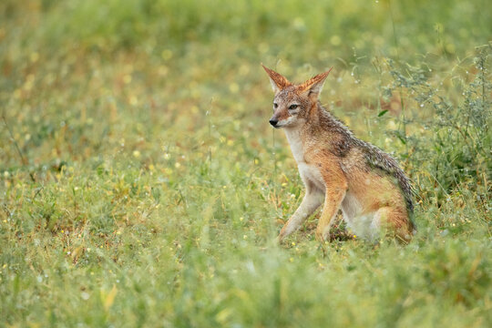 Jackal, Makuleke Contractual Park, Kruger National Park