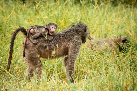 Female Baboon carrying her baby, Makuleke Contractual Park, Kruger National Park