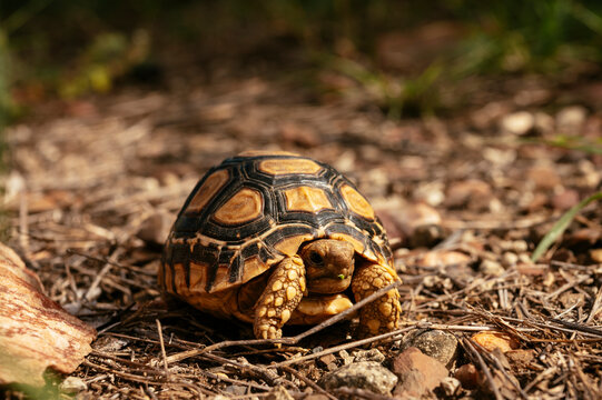 Leopard Tortoise, Makuleke Contractual Park, Kruger National Park