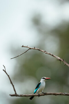 Woodland Kingfisher, Makuleke Contractual Park, Kruger National Park