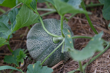 Cantaloupe or muskmellon growing in the garden