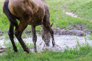Horse drinks water in river. Beautiful equus caballus quenches his thirst in pasture and beats...