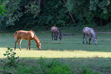 Group beautiful horses graze in pasture. Brown stallion and gray mare equus caballus eat green...