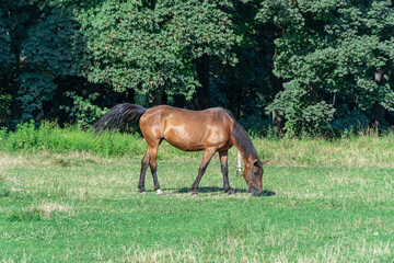 Beautiful bay horse grazing in pasture. Brown stallion eating green grass. Adult male equus caballus with black tail and mane on the field. Ginger perissodactyla pluck and eating plants on sunny day.