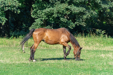 Naklejka premium Beautiful bay horse grazing in pasture. Brown stallion eating green grass. Adult male equus caballus with black tail and mane on the field. Ginger perissodactyla pluck and eating plants on sunny day.