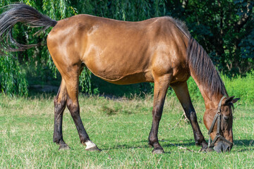 Obraz premium Beautiful bay horse grazing in pasture. Brown stallion eating green grass. Adult male equus caballus with black tail and mane on the field. Ginger perissodactyla pluck and eating plants on sunny day.