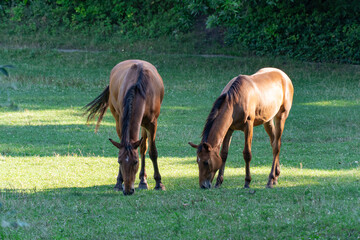 Naklejka na ściany i meble Brown mare and foal horse grazing in pasture and eating green grass. Beautiful mane ears eyes nostrils. Little horse and adult female equus caballus perissodactyla pluck and eating plants on sunny day
