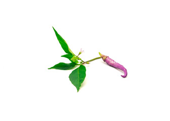 One fresh purple Buena Mulata pepper with fresh leaves and flower isolated on white background