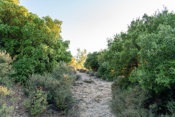 Mountain pathway, Potos, Thasos, Greece