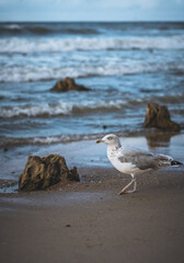 seagull on the beach
