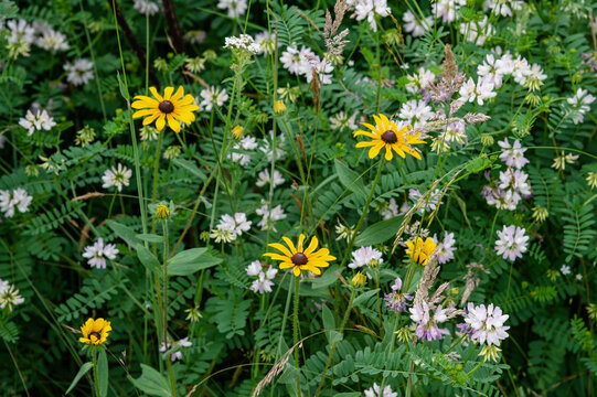 Wildflowers in a mountain meadow along the Appalachian Trail, Blue Ridge Mountains, North Carolina, United States of America