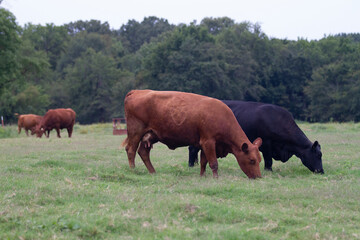 Cows grazing green grass closeup, agriculture industry