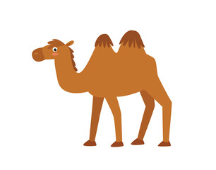 Cartoon camel. Vector cute camel. African animal. Cartoon character.