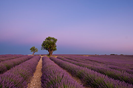 Two trees at the end of a lavender field at dusk, Plateau de Valensole, Provence, France