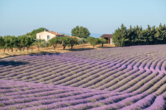 Sinuous lavender lines in a field, Plateau de Valensole, Provence, France