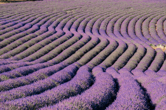 Sinuous lavender lines in a field, Plateau de Valensole, Provence, France