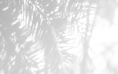 Palm leaf shadow and light on wall blur background. Sunshine and darkness of nature tropical leaves tree branch shadow forest