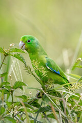 Tuim (Blue-winged Parrotlet)
