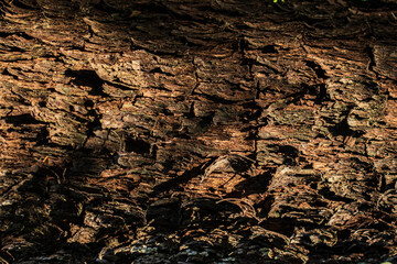 Background of bark in natural light