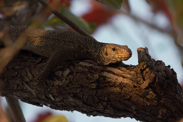 Close-up of lizard, lizard stand on old bark with sunlight.