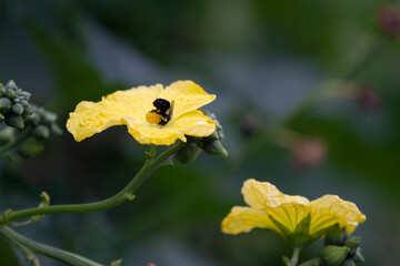 Loofah, Luffa flower and buds closeup with bee pollinating
