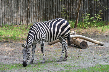 Fototapeta na wymiar Zebra eating grass in the farm 
