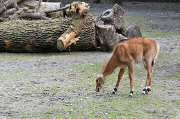Antelope eats grass in the farm