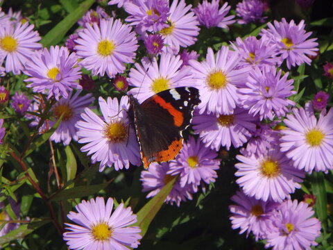 Colourful butterfly, red admiral (Vanessa atalanta), sitting on purple daisies