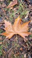 Single brown fall leaf displays itself on the ground
