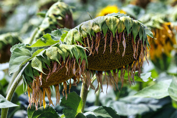 Verwelkte Sonnenblumen