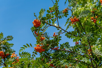 Orange Rowan Tree Berries In Early August