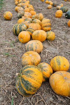Pile of pumpkins | vegetable farm