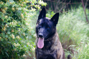 Big dog head tilt, Dutch Shepherd portrait