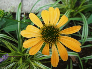 黄色いエキナセアの花