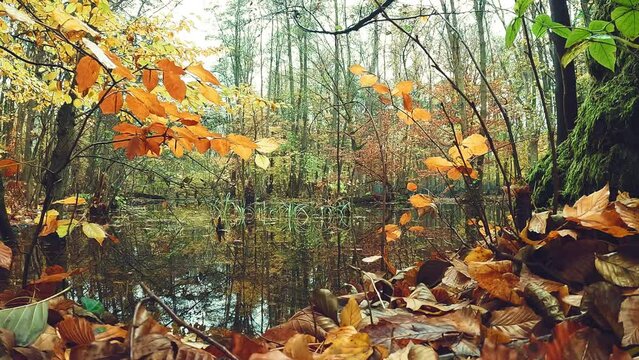 herbstliche Landschaft im Wald mit einem See