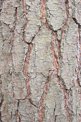 Pine tree bark texture | Photo of a rough wooden texture