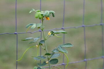 Senna plant blooming closeup with blurred background