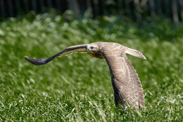 Der Mäusebussard (Buteo buteo)
