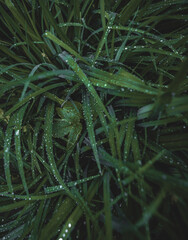 fern in the forest