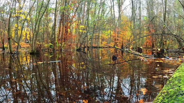 herbstliche Landschaft im Wald mit einem See