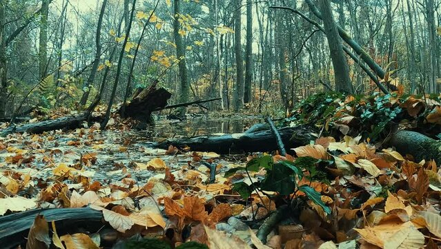 ein herbstlicher Wald aus Bodenn&auml;he gefilmt