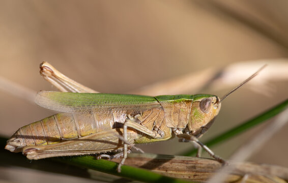 Close-up of a brown cricket hiding between dead grass