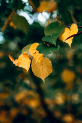 autumn leaves 
