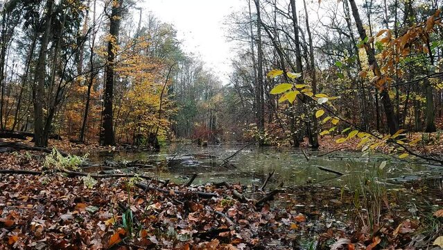 herbstliche Landschaft im Wald mit einem See