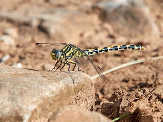 Large Pincertail dragonfly. Onychogomphus uncatus