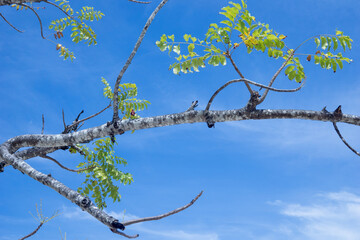 branches of a tree