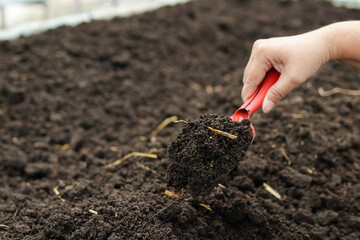 An elderly woman's hand holds a large spoon to shovel the ground. Grow organic lettuce in a small...