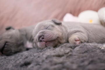 Neugeborene französische Bulldoggen Welpen