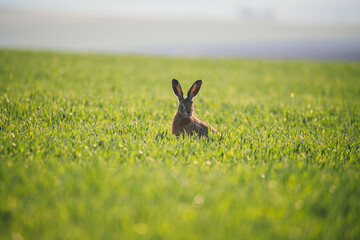 Brown hare in the green field in spring is looking at you.